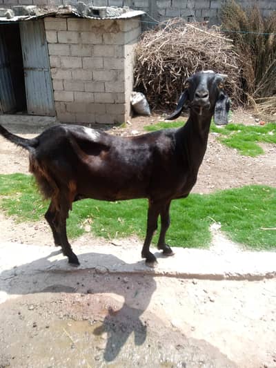 Beautiful Goat For Sale with 1kg Milk.