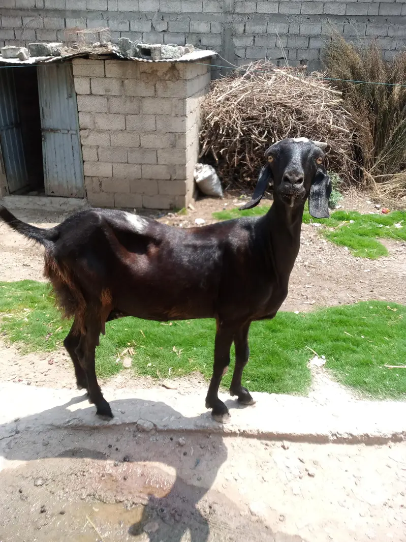 Beautiful Goat For Sale with 1kg Milk. — photo 2