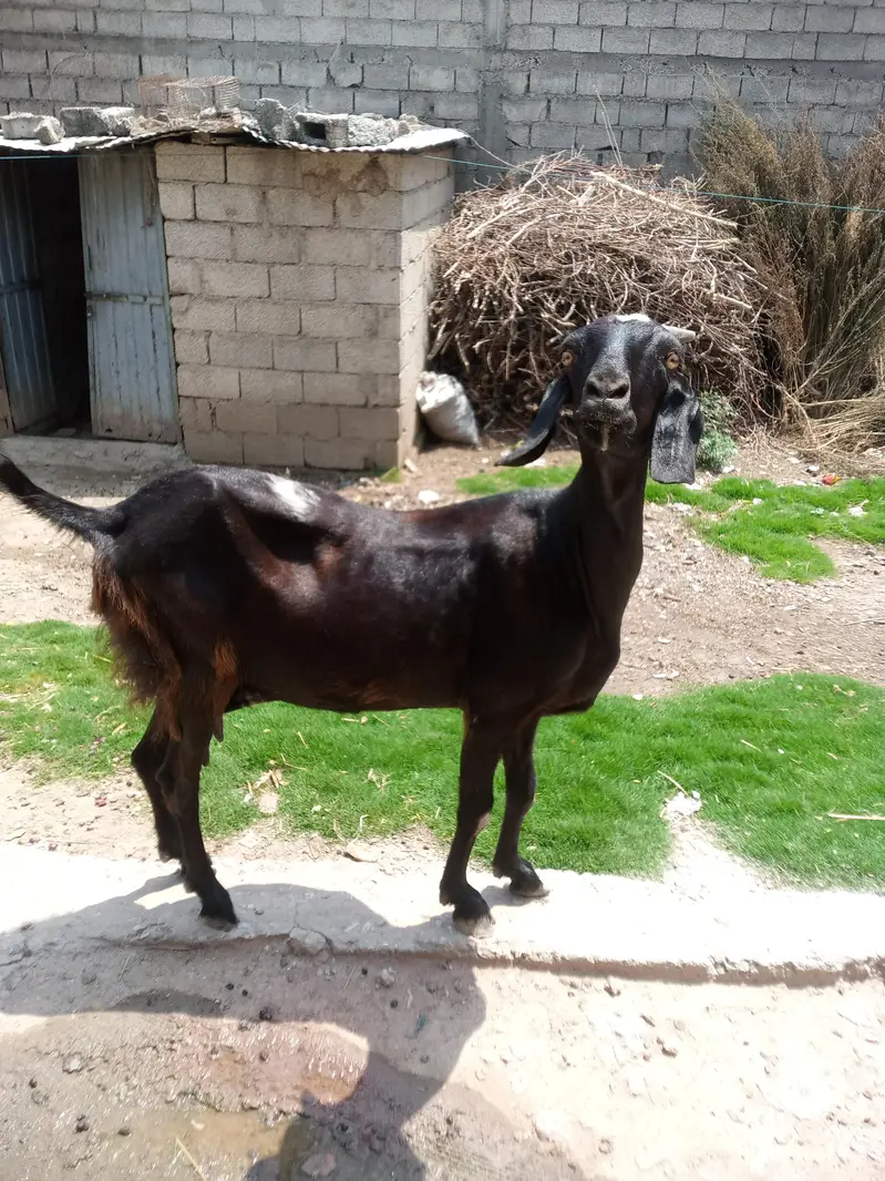 Beautiful Goat For Sale with 1kg Milk. — photo 3