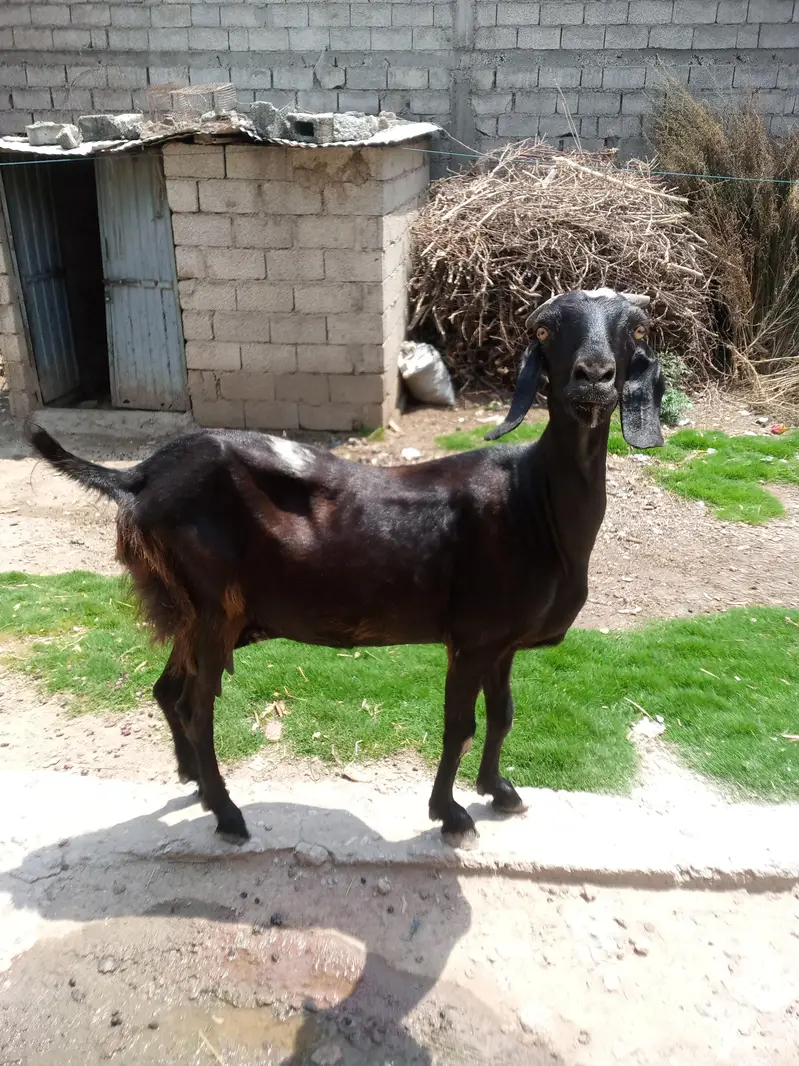 Beautiful Goat For Sale with 1kg Milk. — photo 4