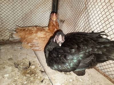 1 morgha 4 morghiyan(golden misri+desi)