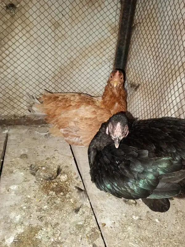 1 morgha 4 morghiyan(golden misri+desi) — photo 2