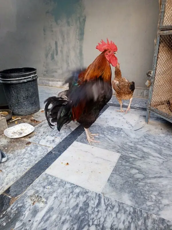 1 morgha 4 morghiyan(golden misri+desi) — photo 3