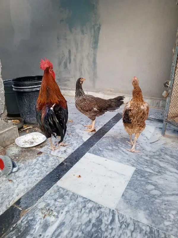 1 morgha 4 morghiyan(golden misri+desi) — photo 4