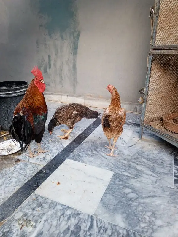 1 morgha 4 morghiyan(golden misri+desi) — photo 5