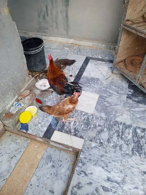 1 morgha 4 morghiyan(golden misri+desi) — photo 6