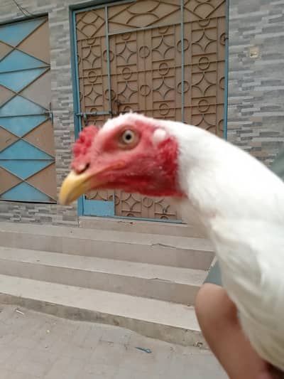 aseel heera male