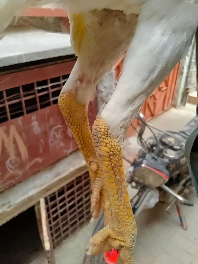 aseel heera male — photo 2