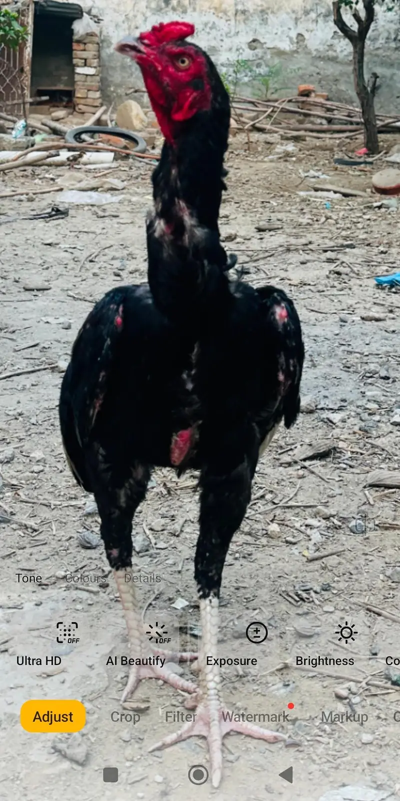 aseel phatta — photo 3