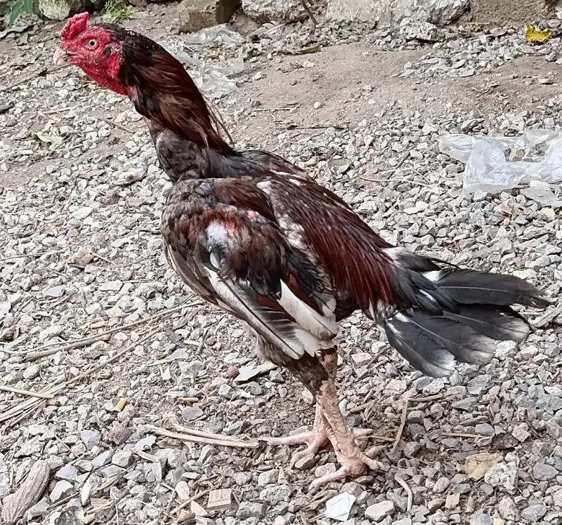 aseel phatta — photo 5