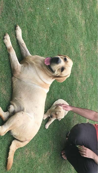 petigree Labrador golden colour
