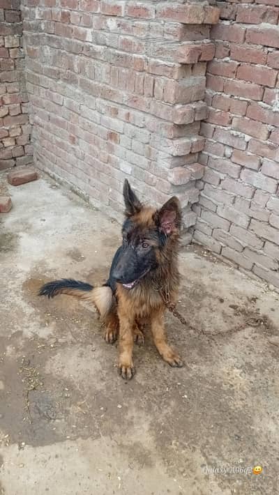 germanshered double coat 03304027154