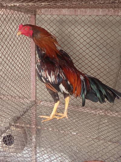 Aseel Mianwali for sale