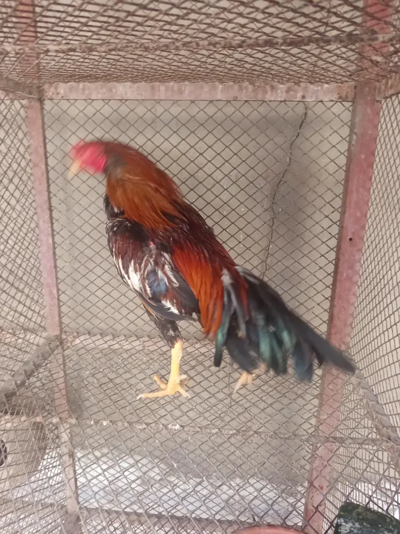 Aseel Mianwali for sale — photo 2