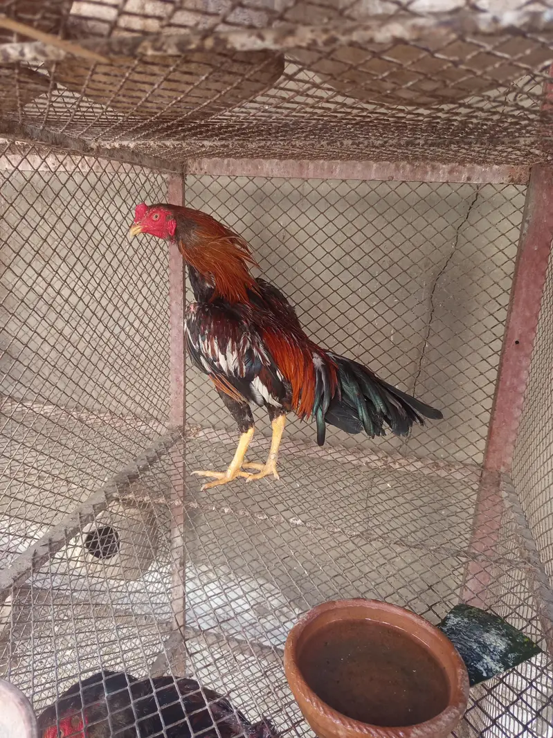 Aseel Mianwali for sale — photo 3
