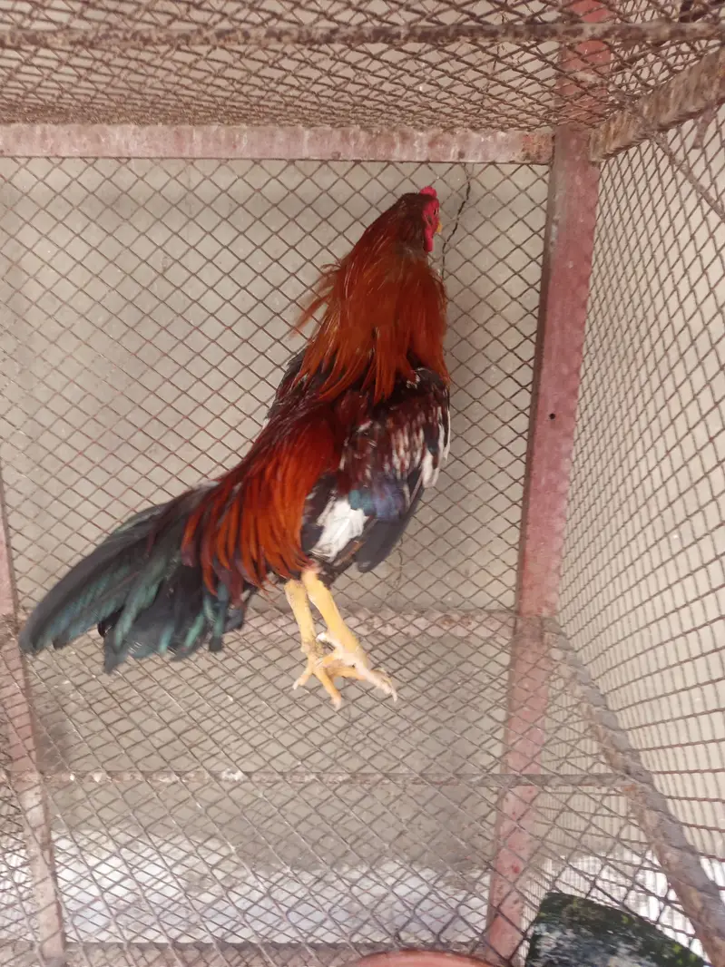 Aseel Mianwali for sale — photo 4