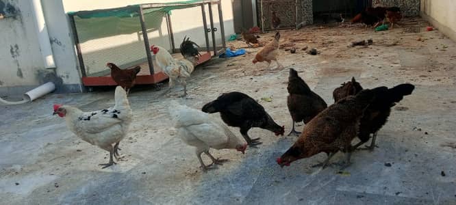 #desi hens still for sale and exchange possible with aseel
