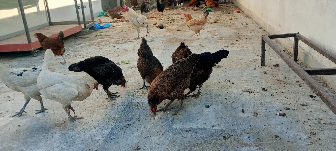 #desi hens still for sale and exchange possible with aseel — photo 2