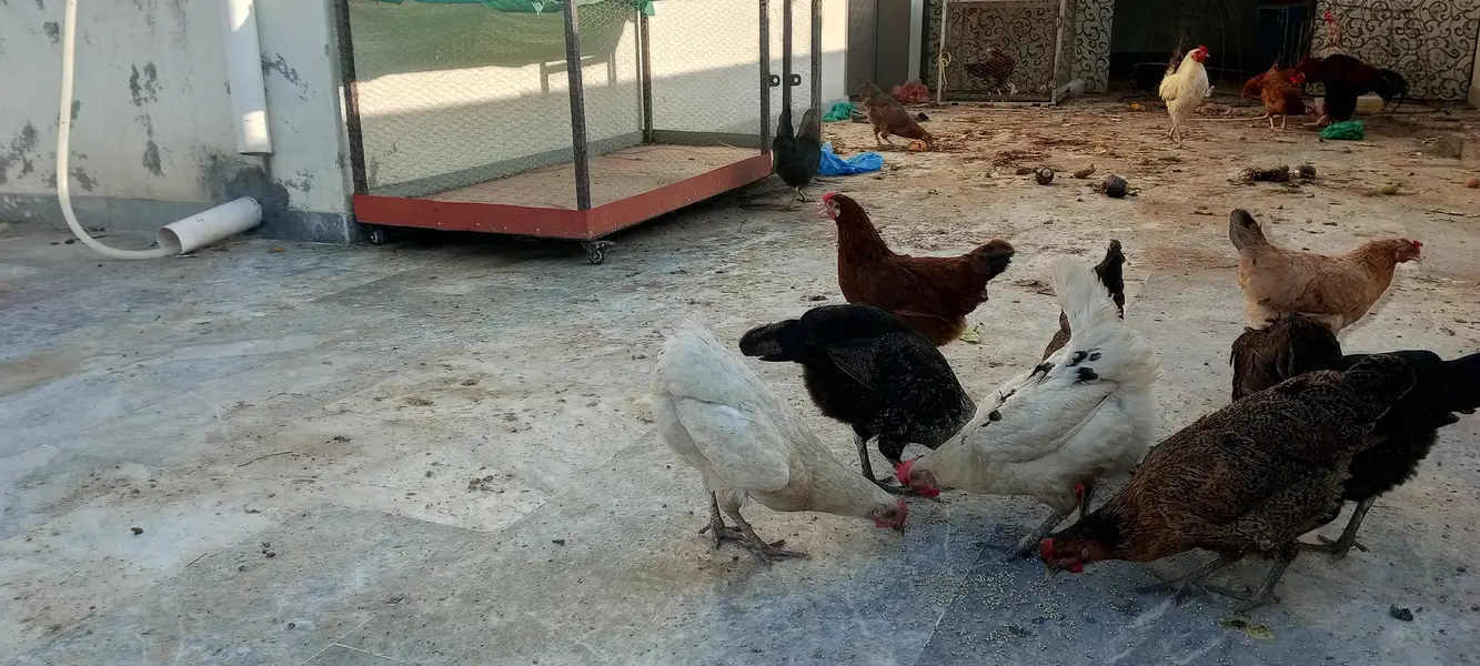 #desi hens still for sale and exchange possible with aseel — photo 3