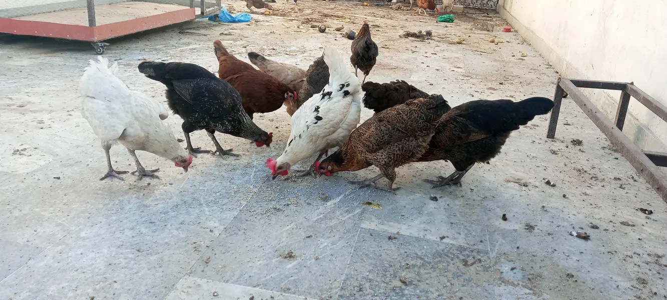 #desi hens still for sale and exchange possible with aseel — photo 4