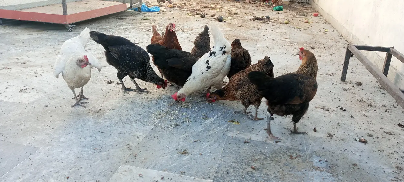 #desi hens still for sale and exchange possible with aseel — photo 5