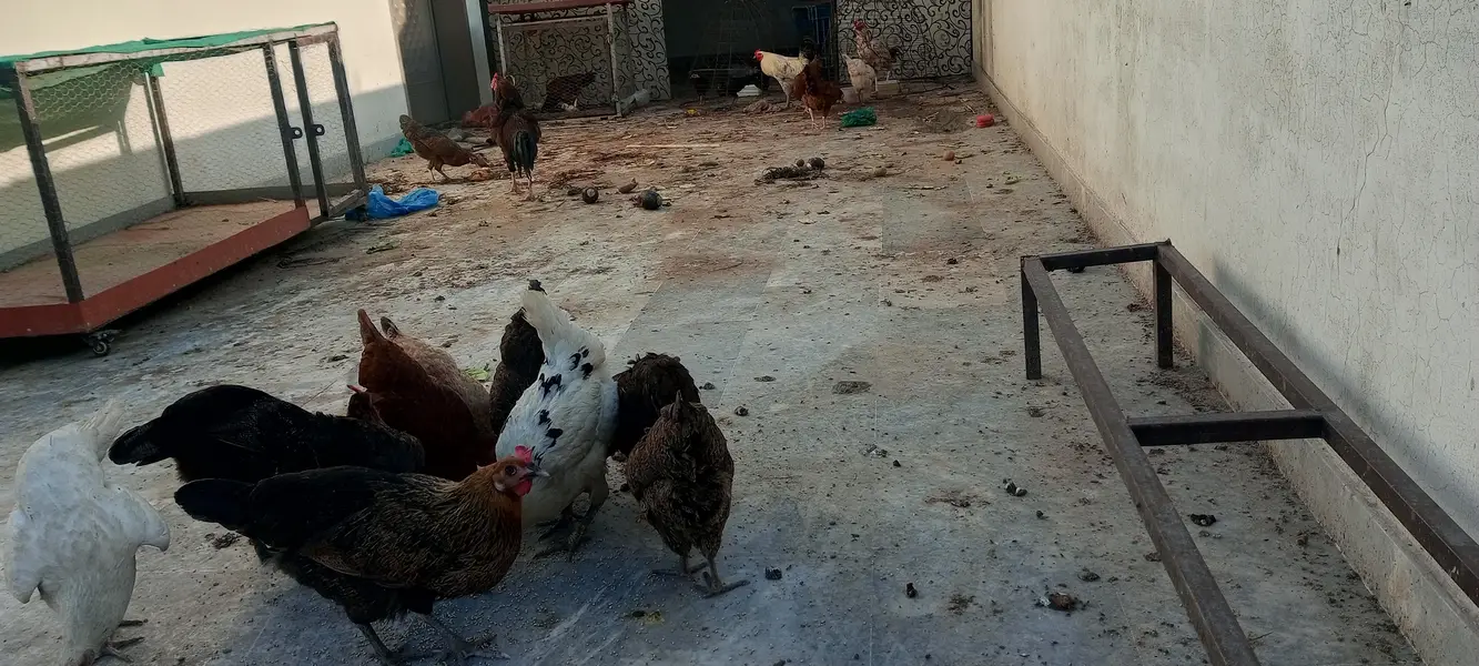 #desi hens still for sale and exchange possible with aseel — photo 6