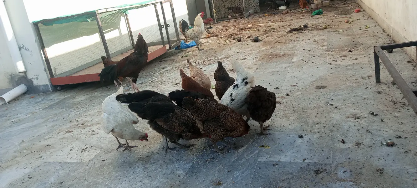 #desi hens still for sale and exchange possible with aseel — photo 7