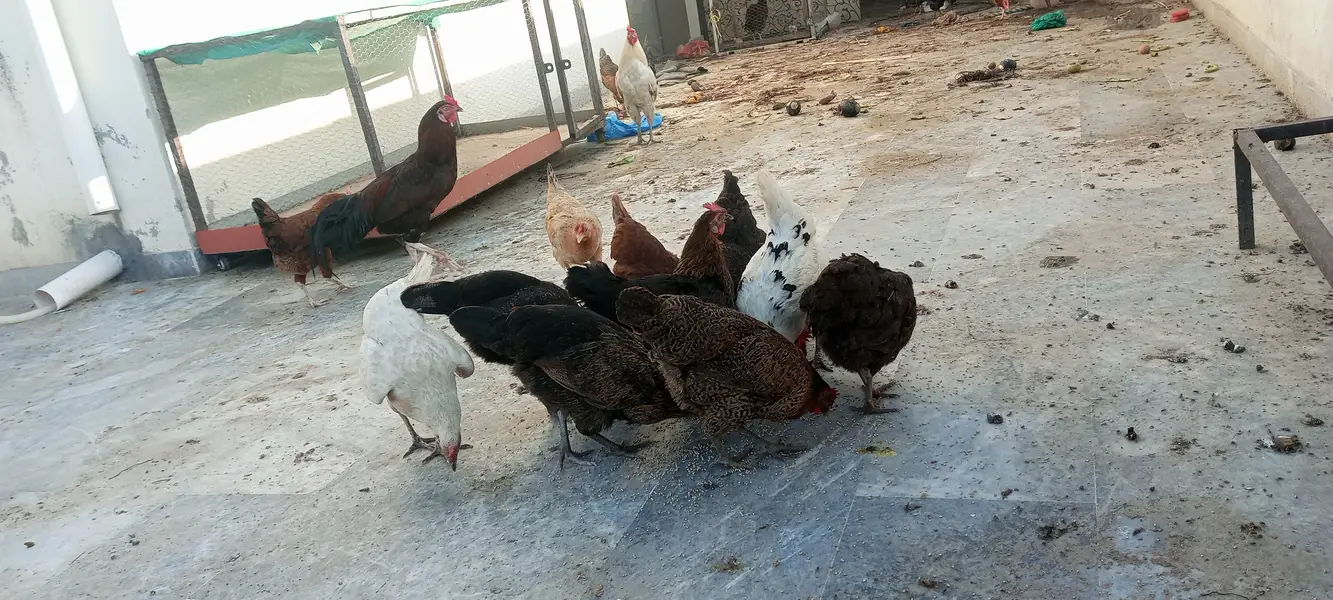 #desi hens still for sale and exchange possible with aseel — photo 8