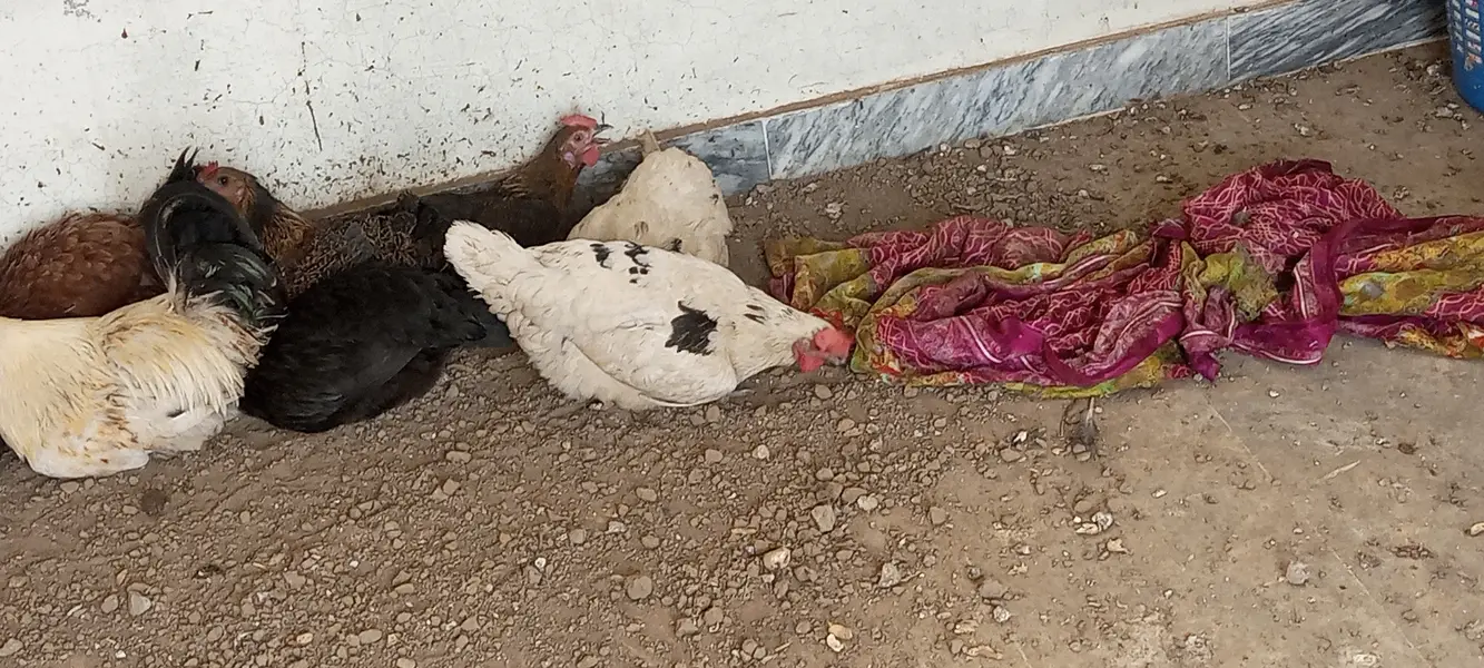 #desi hens still for sale and exchange possible with aseel — photo 12
