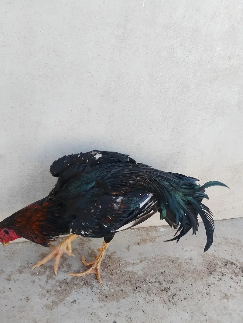King Shamo breeder male available for sale — photo 2