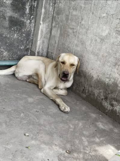 American Labrador for sale
