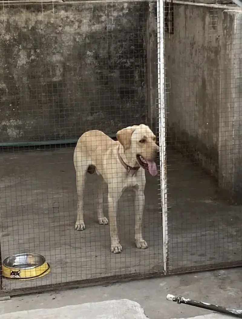 American Labrador for sale — photo 2