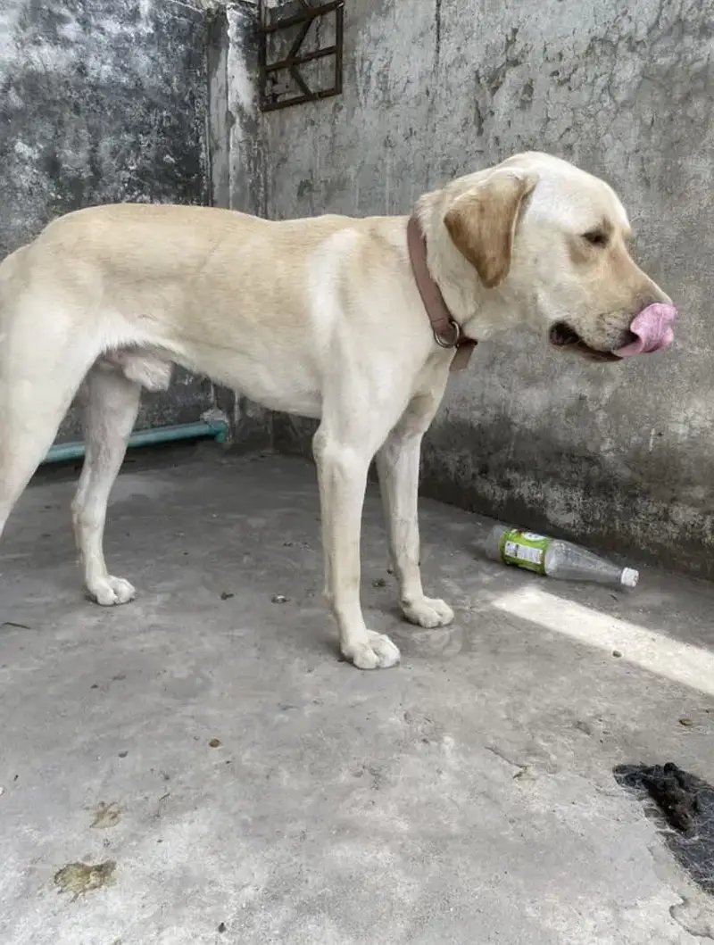American Labrador for sale — photo 3