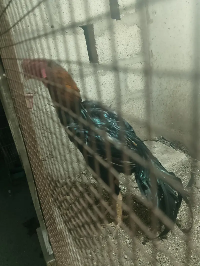 King Shamo breeder male available for sale — photo 3