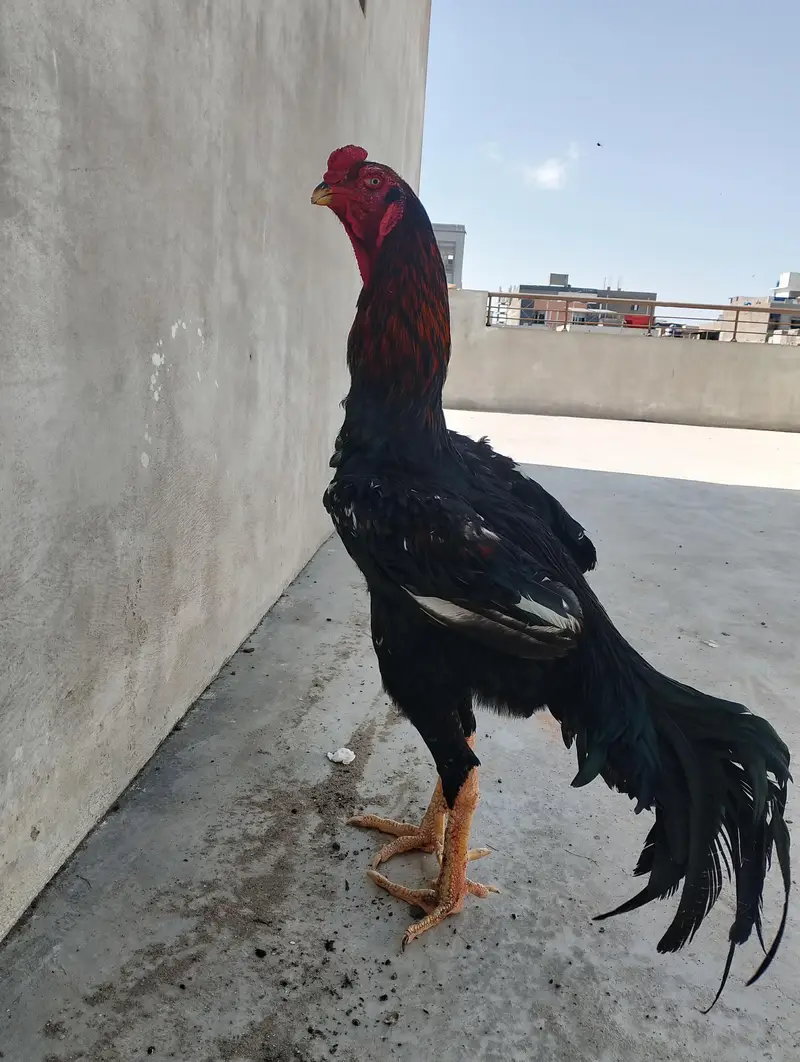 King Shamo breeder male available for sale — photo 4