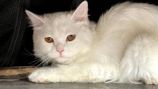 pure white persian cat/kitten