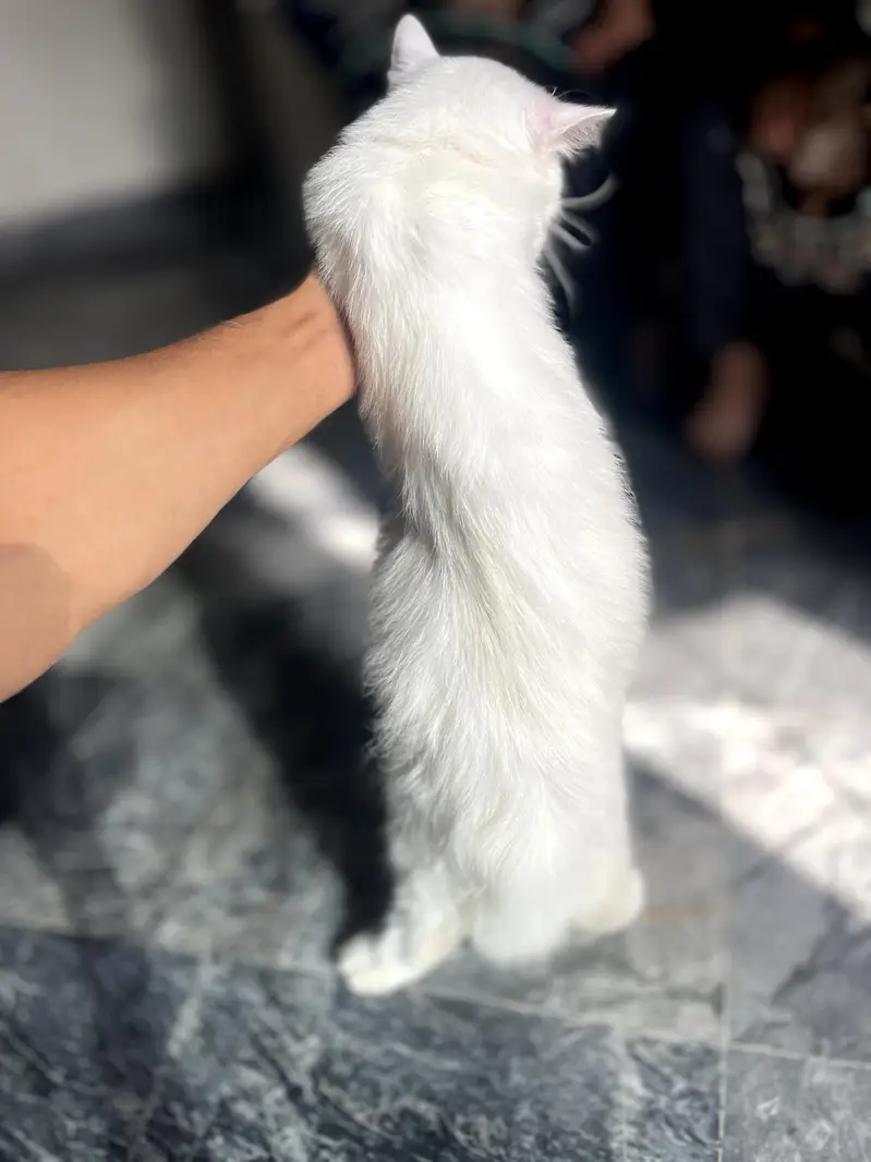 pure white persian cat/kitten — photo 2