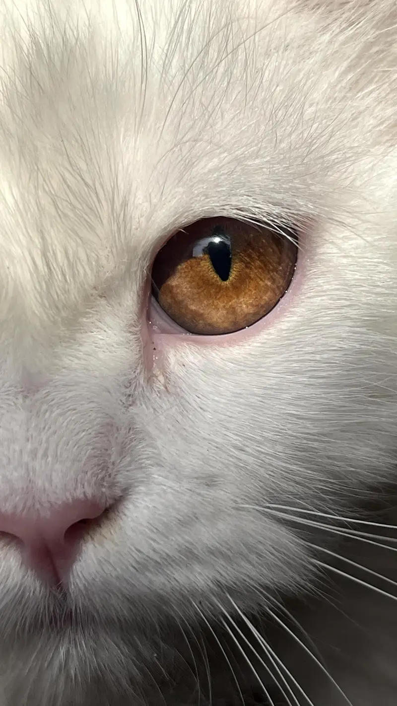 pure white persian cat/kitten — photo 3