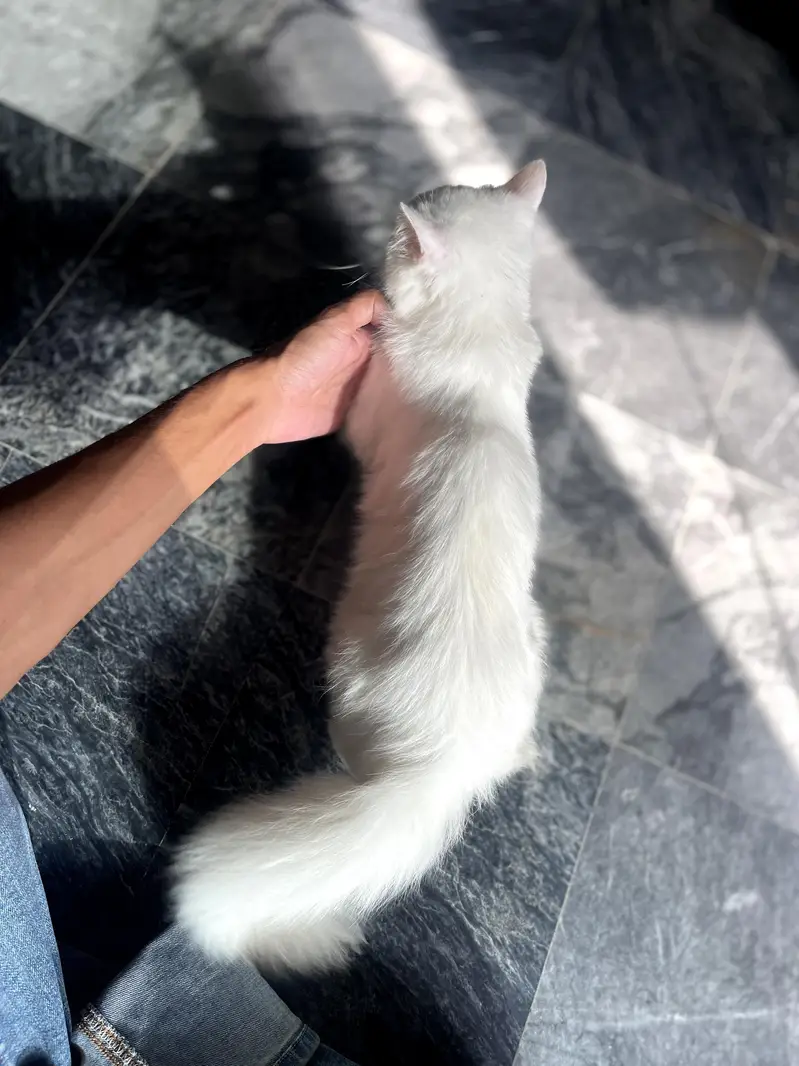 pure white persian cat/kitten — photo 4