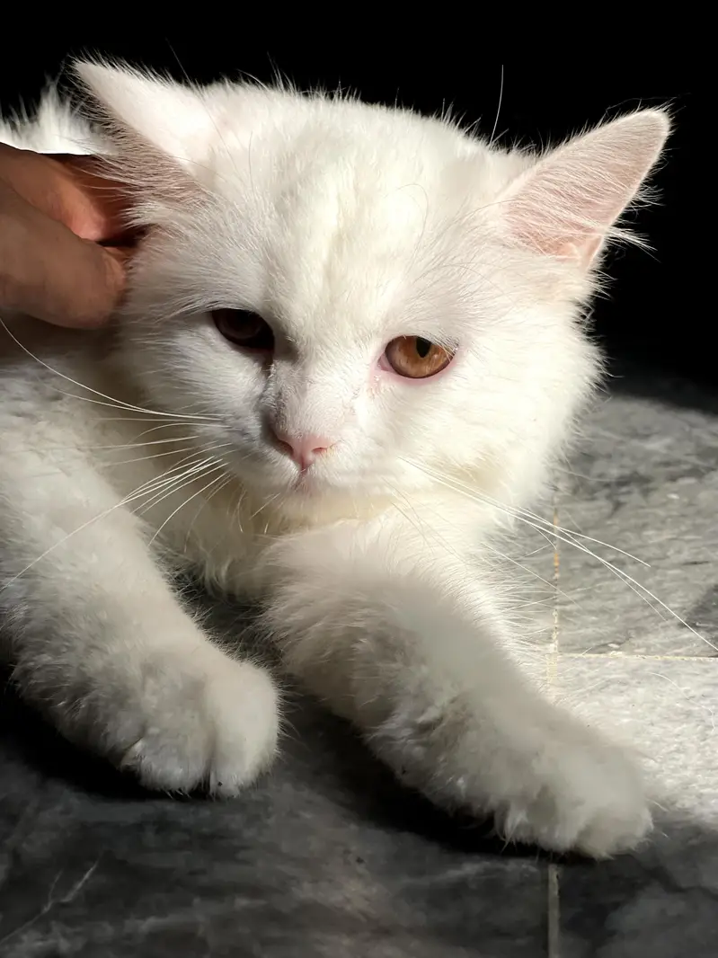 pure white persian cat/kitten — photo 5