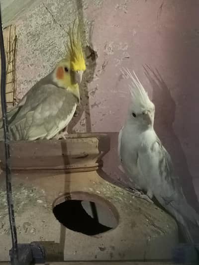 cocktail pair