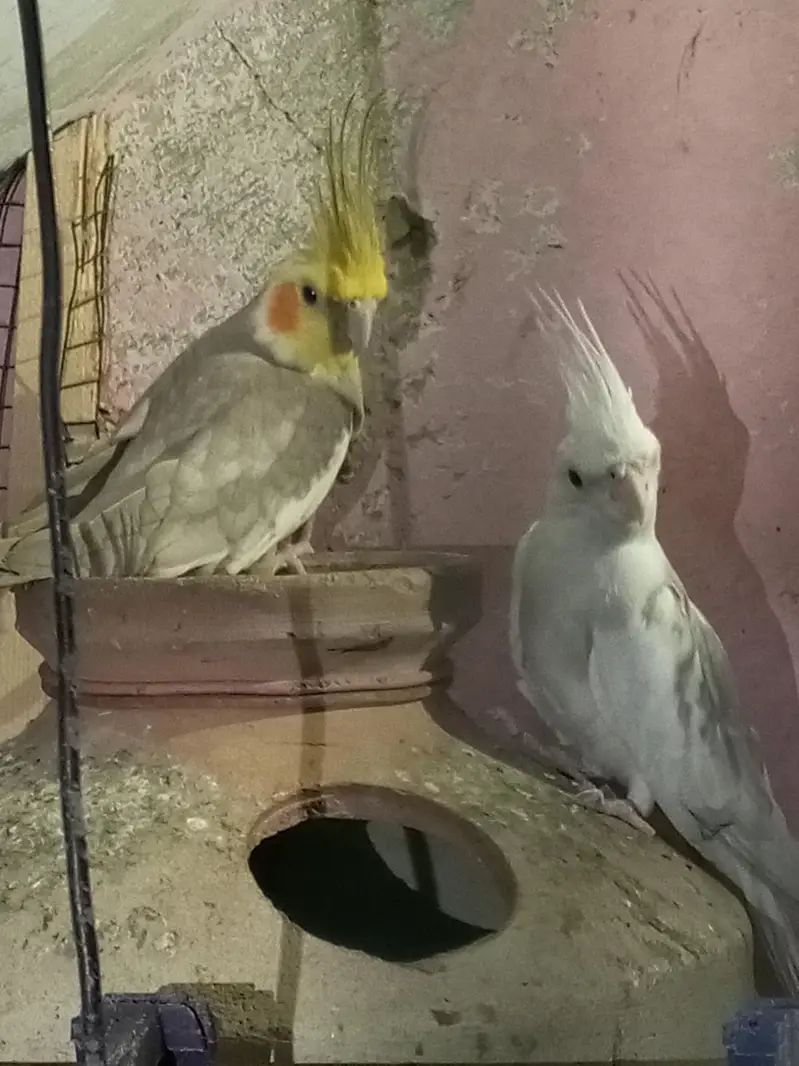 cocktail pair — photo 2
