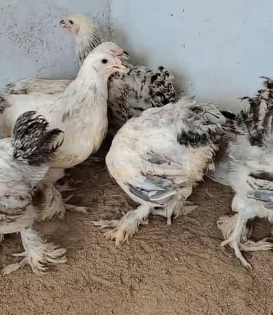 Light, Columbian Brahma