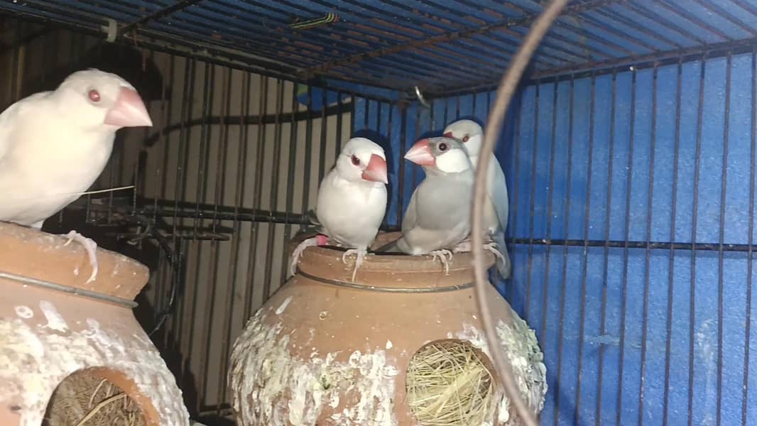 java bird breeders 2 pair 1