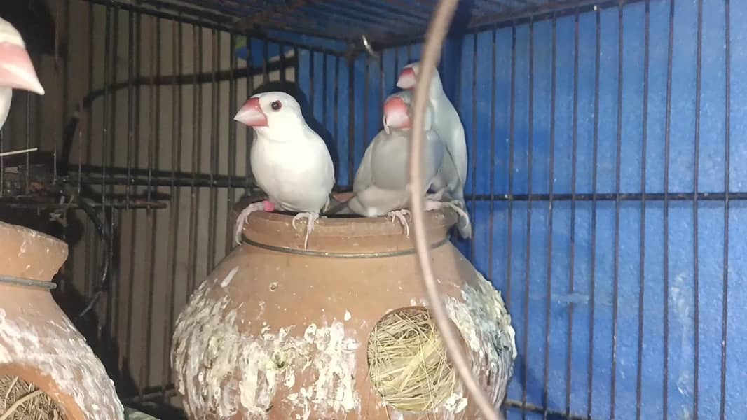 java bird breeders 2 pair 2