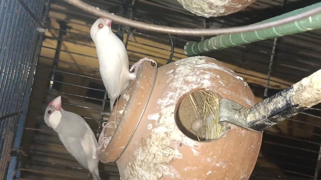 java bird breeders 2 pair 3