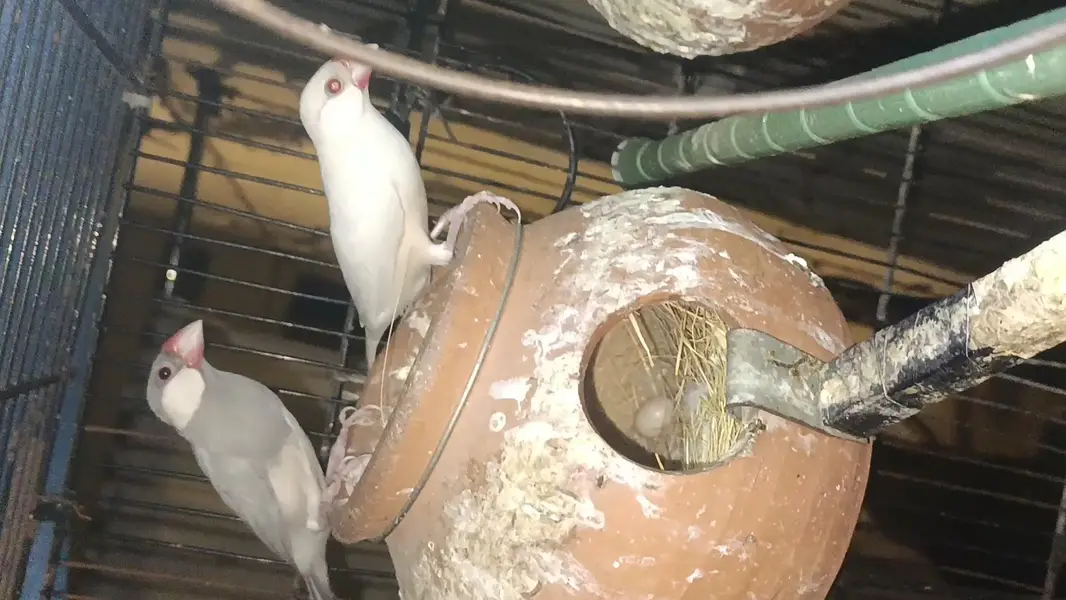java bird breeders 2 pair — photo 4