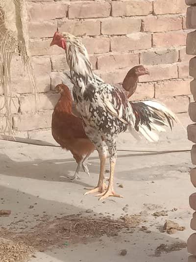 1 Murga pure Aseel or 1 murgi Egg Dana wali or 1 or murgi h  pur Aseel