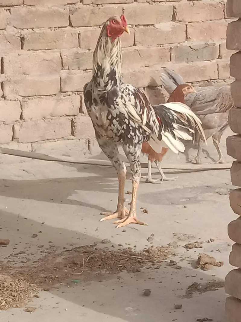 1 Murga pure Aseel or 1 murgi Egg Dana wali or 1 or murgi h  pur Aseel — photo 2