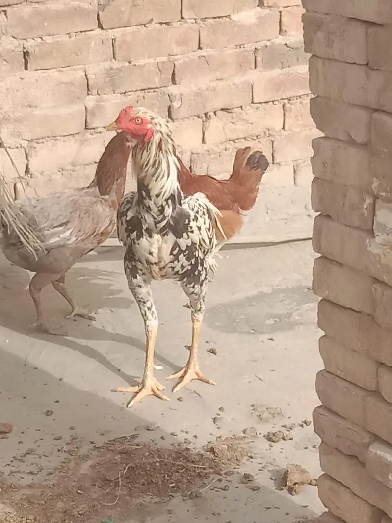 1 Murga pure Aseel or 1 murgi Egg Dana wali or 1 or murgi h  pur Aseel — photo 3